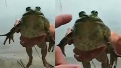 Screaming Frog: Touch Me and I'll Scream!