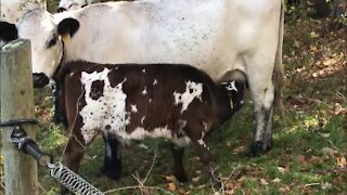 Calf Loves Mother's Milk!