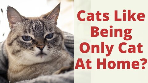 Do Cats Like To Be The Only Cat At Home? What You Need To Know. Or Do They Like Other Cat Friends?