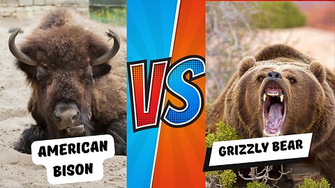 American Bison FIGHTS Bear in Epic Showdown (Who Will Win?)