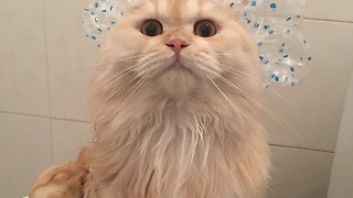 Meepo the cat loves to take showers
