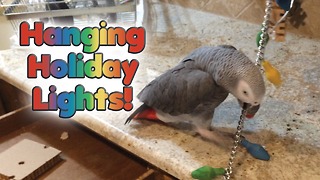 Parrot works hard to install Christmas lights