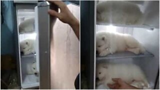 Cães bebés dormem confortavelmente dentro do frigorífico