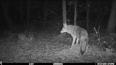 Fox Dives Headfirst Into Snow | North America