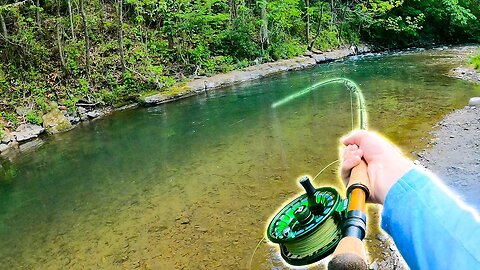 Catching GIANT Brown Trout in a Small Creek! (28 Inch Wild Trout)