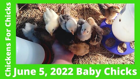 Chick Flick June 5, 2022 - Silkie, Cochin, & Polish Chicks Growing