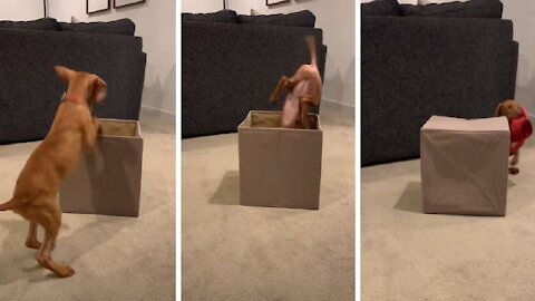 Vizsla Puppy Jumps Into Box And Totally Wipes Out