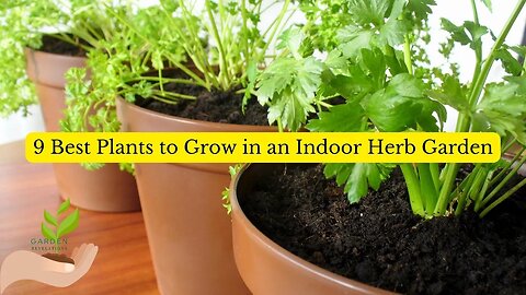 9 Best Plants for an Indoor Herb Garden