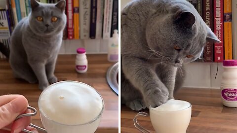 Sophisticated Kitty Enjoys Fluffy Milk Treat