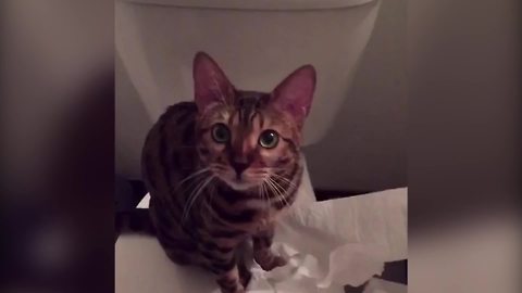 Funny Cat Plays With A Roll Of Toilet Paper