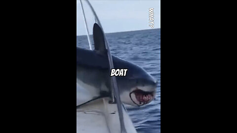 Shark jump onto boat