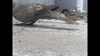 pigeon and sparrows