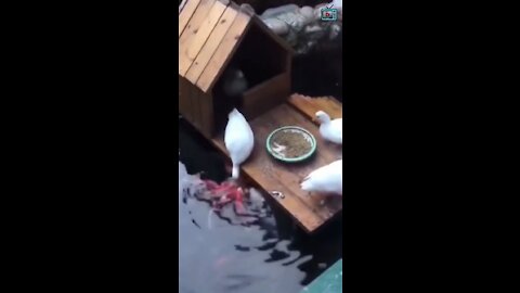 Duck is feeding the Fish