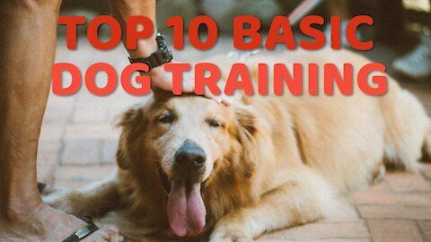 🐕 Basic Dog Training–TOP 10 Essential Commands Every Dog Should Know!