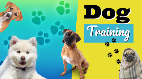 How To Teach And Train The First 10 Things To Your Puppy! dog training easily|sit|stay|stop