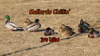 Mallards Chillin’ On A Cold Day