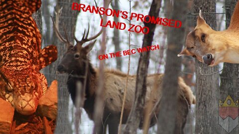 BEC Watch Entries: #11 Branson's Promised Land Zoo