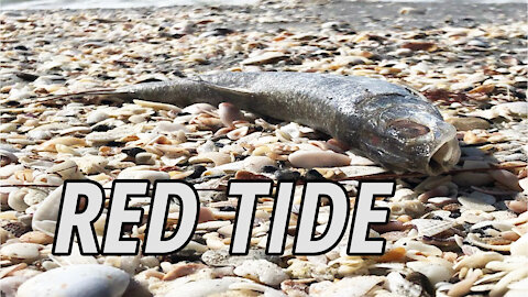 Tampa Bay Red Tide | Over 15,000 Dead Fish