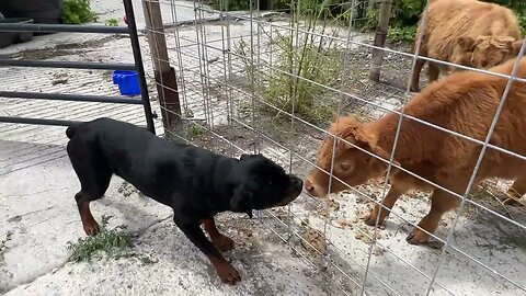 Rottweiler Wants His Steak Early