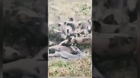 Pack of wilddogs chasing baby kudu lest from mother