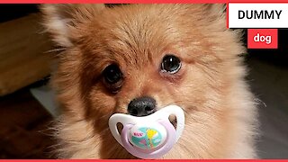 This cute Pomeranian dog loves sucking on a dummy