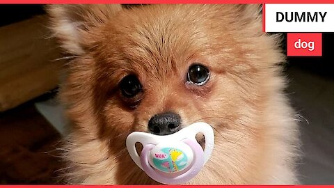 This cute Pomeranian dog loves sucking on a dummy