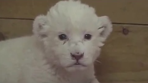 Rare White Lion cub attempts to roar for the first time