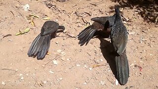 Jacu e seus filhotes com fome em busca de comida Jacuaçu Penelope aves craciformes, guans, pava