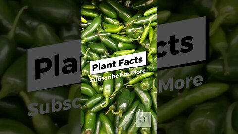 Want to Know Some Jaw-Dropping Plant Secrets?#plants #shorts #nature #garden #shortsviral