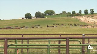 Caldwell farm takes safety measures to protect livestock from intense heat