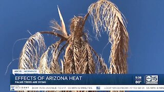 Palm trees suffer during long, hot summer -- can you save them?