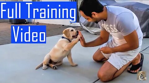 Labrador puppy learning and performance training commands All training skills dog showing