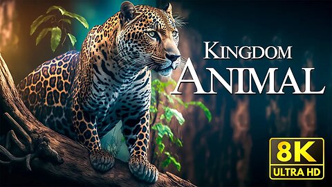Animal Kingdom 8K - Wonderful Wildlife Movie With Soothing Music