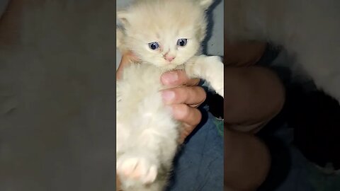 Kittens for sale #cats #persian #persian #kittens