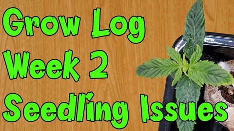 Grow Log: Week 2 - Seedlings & Leaf Issues