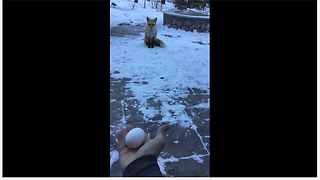 Man nearly hand-feeds wild fox in backyard