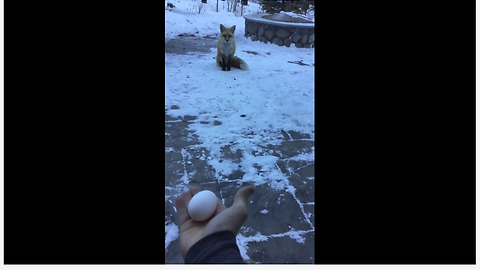 Man nearly hand-feeds wild fox in backyard