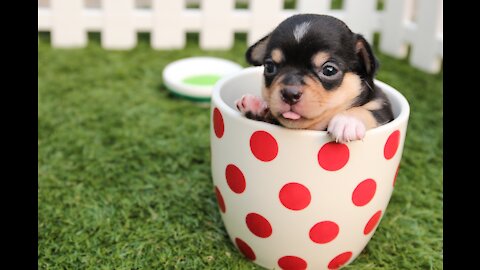 Cute Puppies To Feast Your Eyes Upon