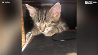 Ce chaton s'endort sur le bureau de sa maîtresse