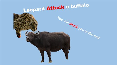 Have you ever see dangerous Leopard is getting hammered by bunch of buffalos.
