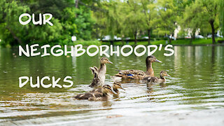 Our Neighborhood's Ducks
