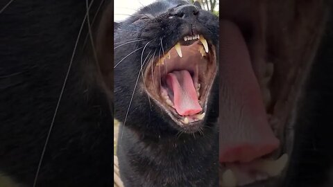 Petting wet black pussie cat in the rain #shorts #blackcat #cats