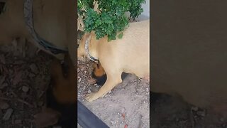 Roxie plays with her son Brownie