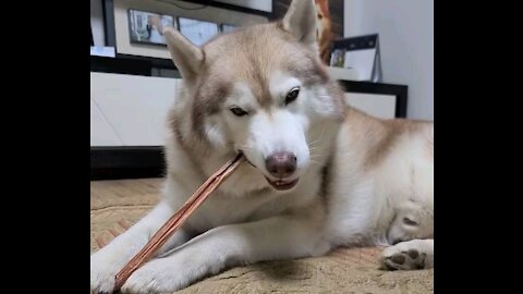 Mom, buy me another snack! It's so good. Snack-eating husky puchi