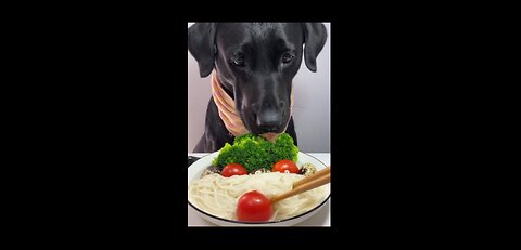 Black Dog Eating Food: Wholesome Mealtime Moments | Hungry Dog Video