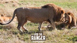 Lion Pride In The Sun | Maasai Mara Safari | Zebra Plains