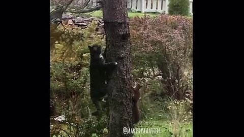 Fast-Thinking Squirrel Outsmarts A Cat As They Play Chase Up A Tree