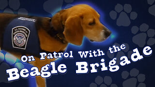 On Patrol With the Beagle Brigade