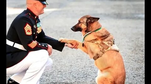 Lucca, the dog that was awarded the canine version of Great Britain’s Victoria Cross#shorts