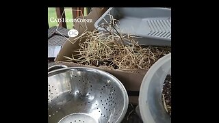 #collardgreens #seeds #harvest - Clip #catshobbycorner